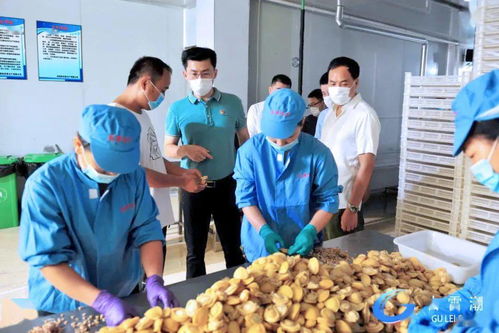 古雷港区开展冷冻冷藏食品生产加工销售企业风险排查调研